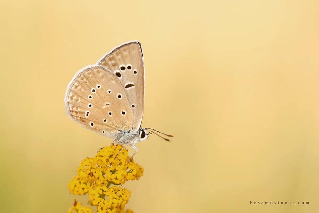 پروانه های ایران - Polyommatus hamadanensis