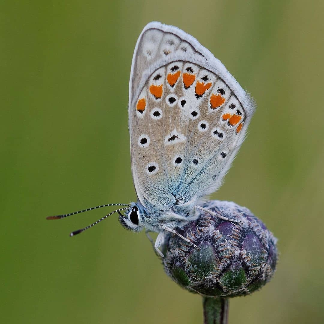 پروانه های ایران - Polyommatus thersites