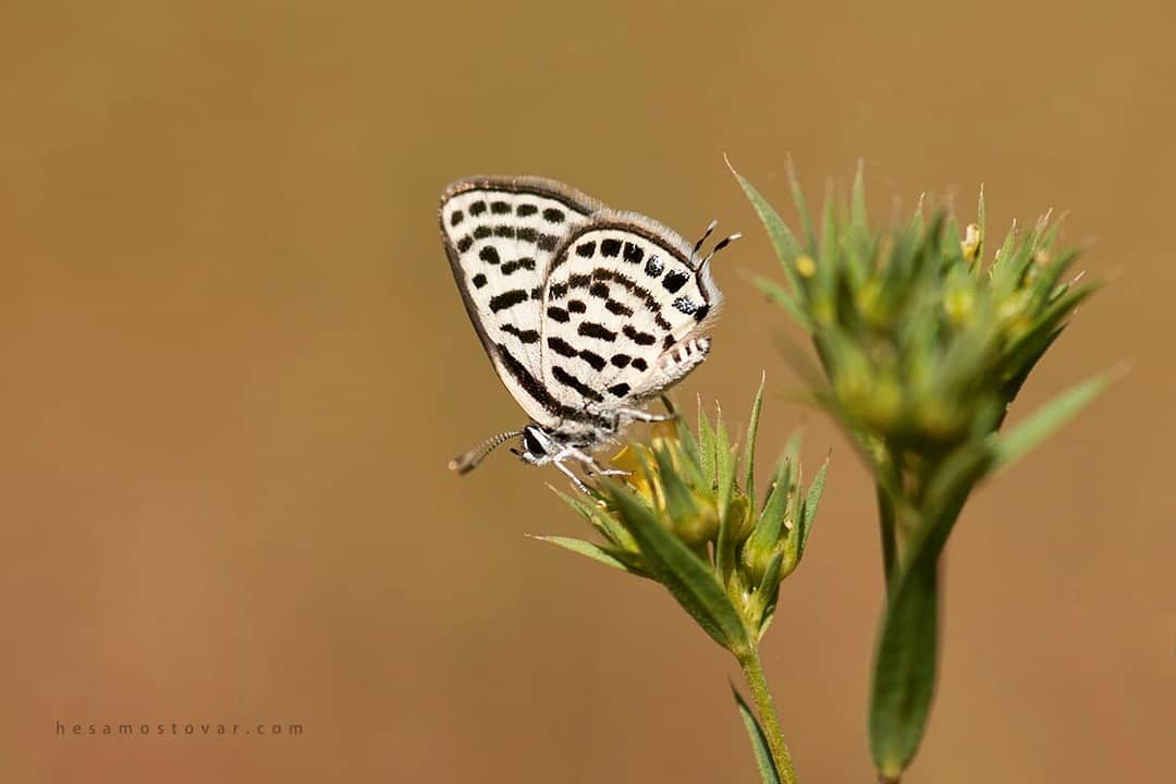 پروانه های ایران - Tarucus balkanicus