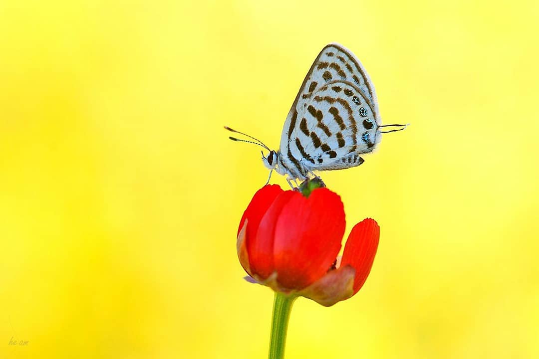 پروانه های ایران - Tarucus rosaceus