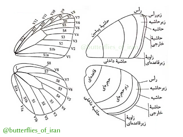 شکل شناسی پروانه ها