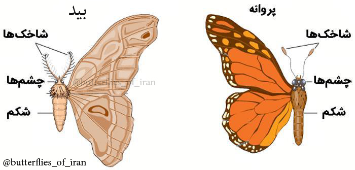 تاریخچه پروانه شناسی