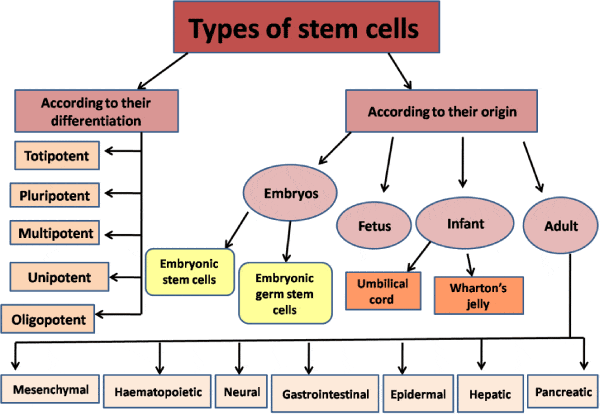 انواع سلول های بنیادی