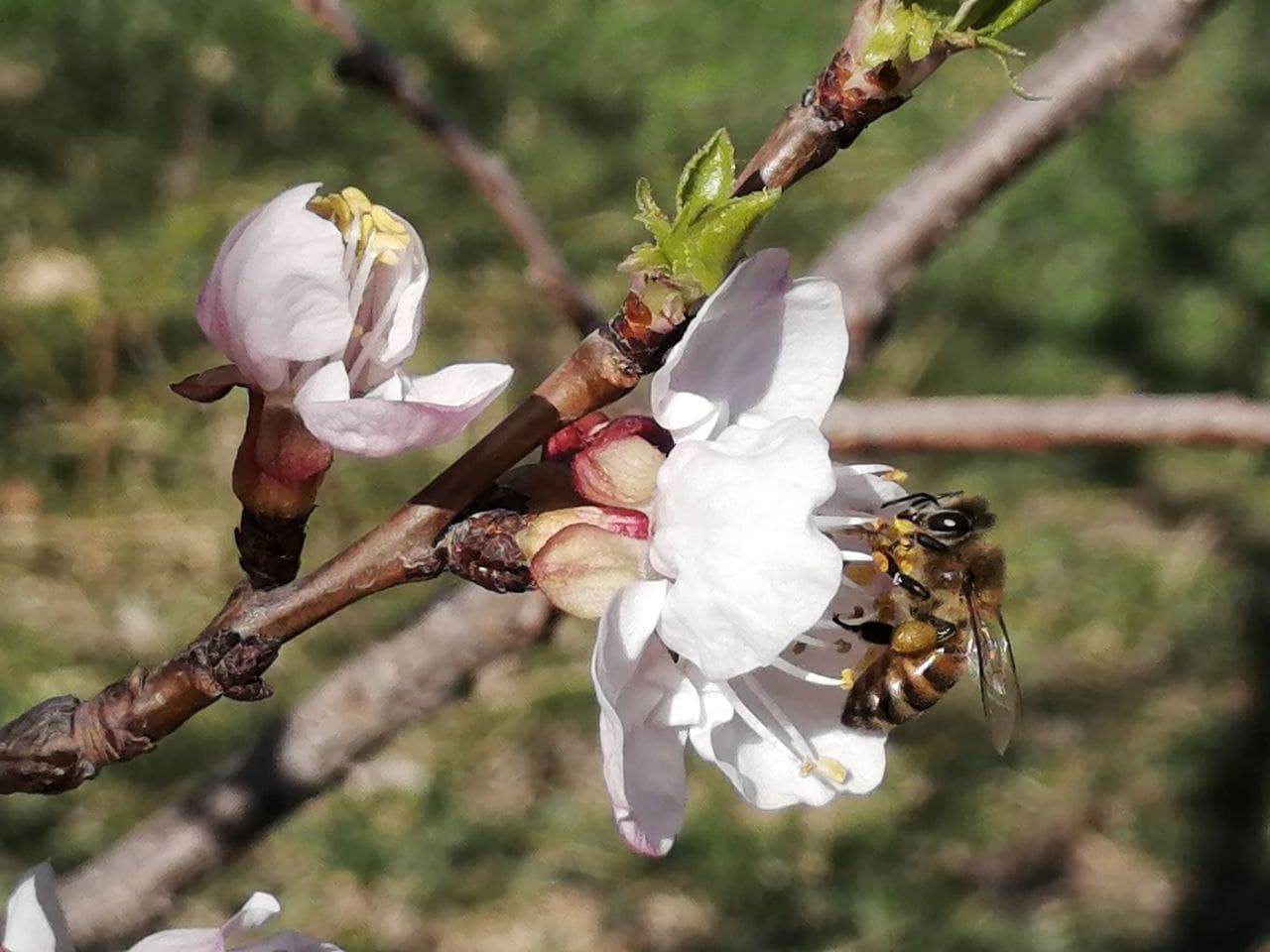 https://s17.picofile.com/file/8429026418/photo_2021_03_28_17_43_04.jpg