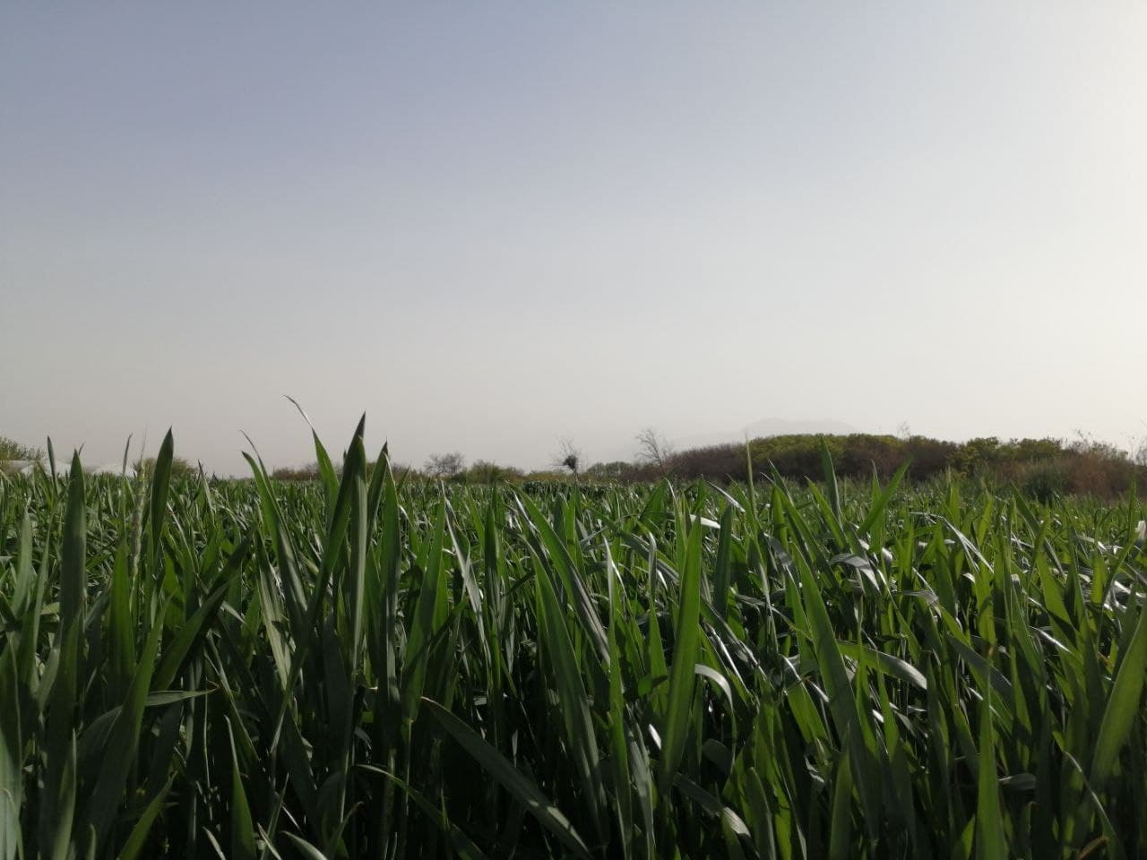 https://s17.picofile.com/file/8429026450/photo_2021_03_28_17_17_00.jpg