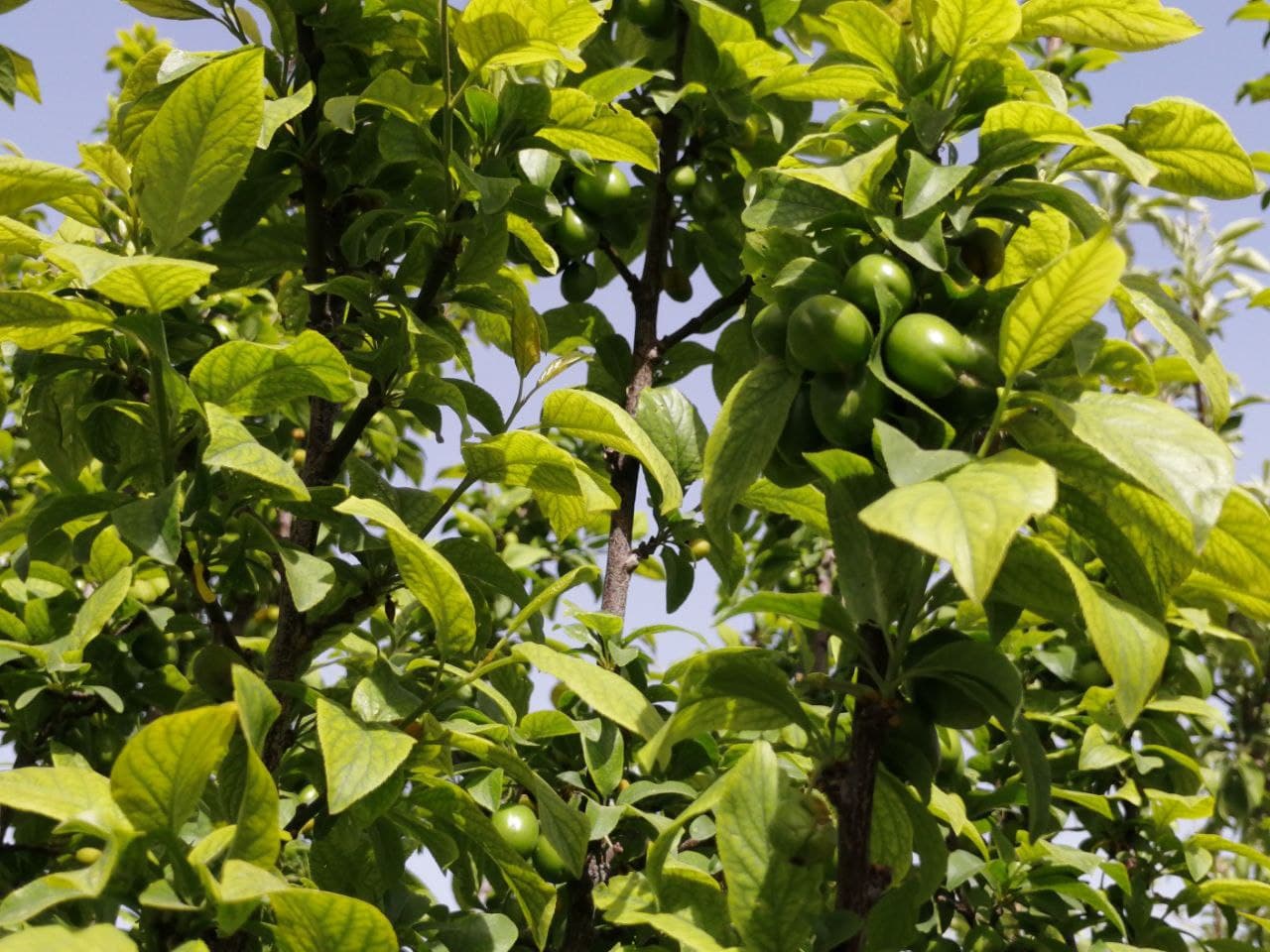 https://s17.picofile.com/file/8429026484/photo_2021_03_28_16_04_32.jpg