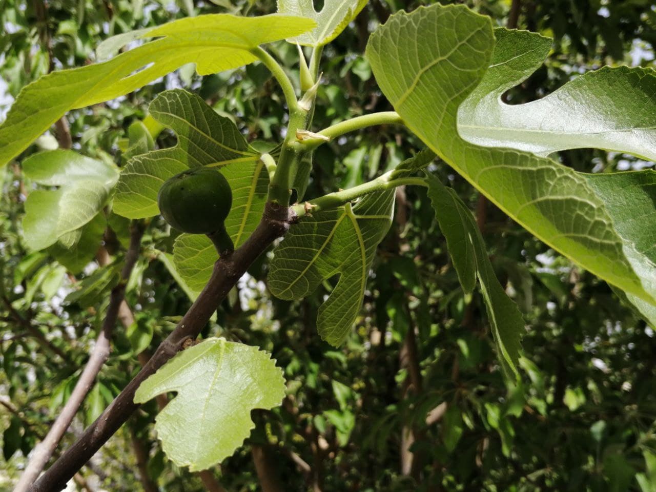 https://s17.picofile.com/file/8429026518/photo_2021_03_28_16_04_29.jpg
