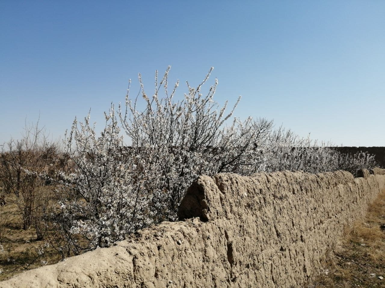 https://s17.picofile.com/file/8429026542/photo_2021_03_05_10_44_51.jpg