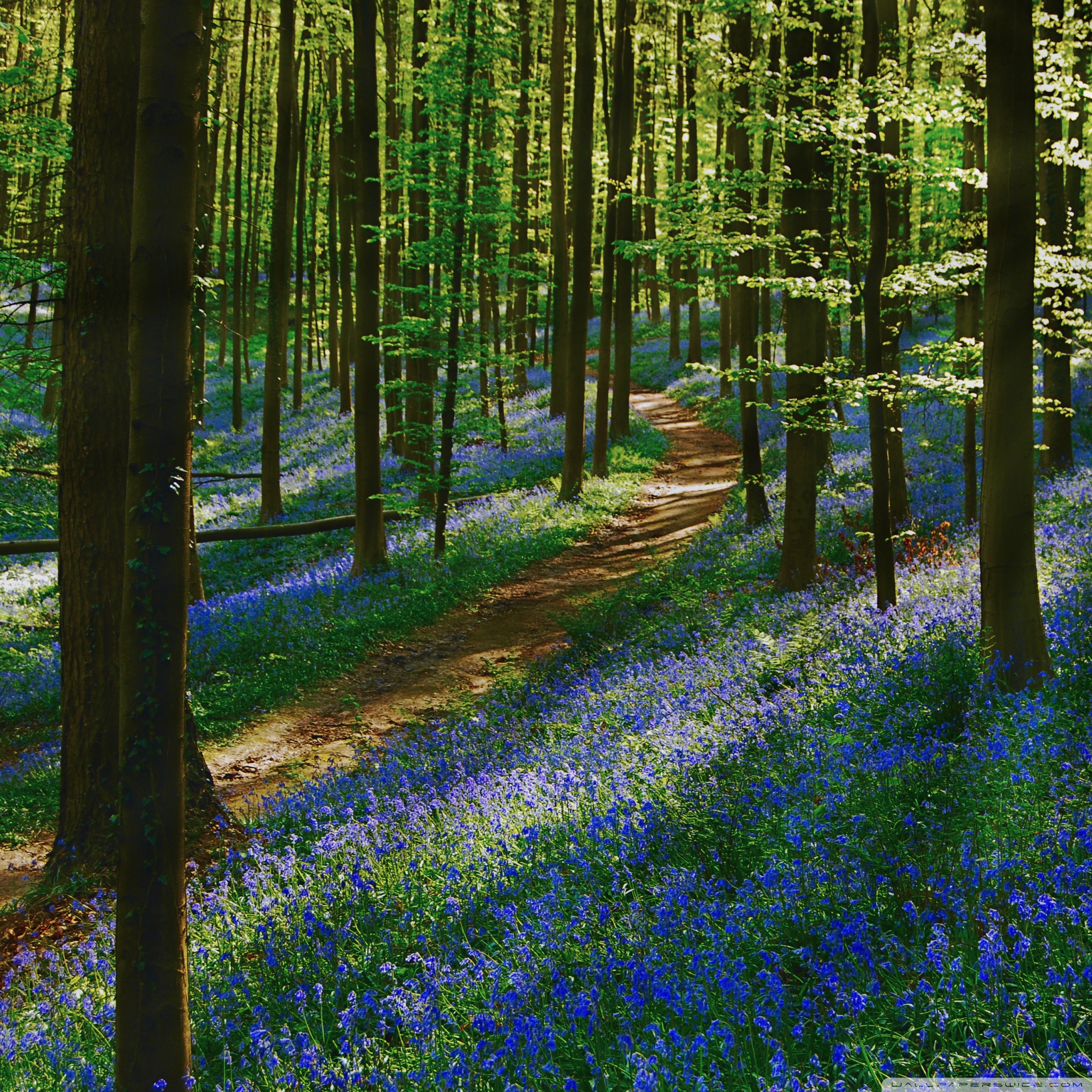 path_forest_bluebells_spring_wallpaper